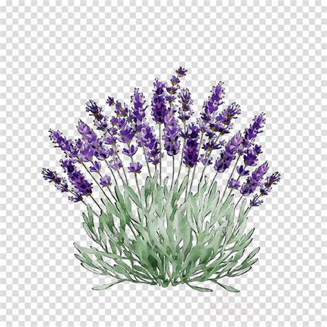 Free lavender Clipart Images .